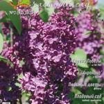 Обложка журнала Питомник и частный сад №2 (92) 2025